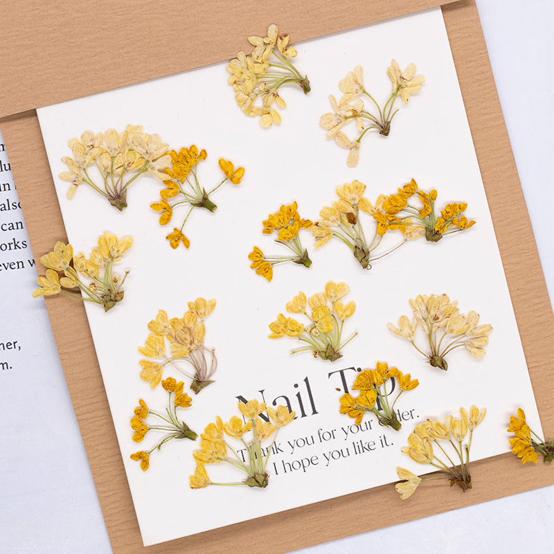 24個入り、天然の本物の押し花乾燥植物標本、レジンブックマー - Dried Flower Bookmark のレビューと価格